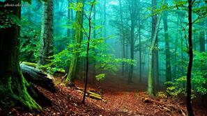 چند گونه درختی در جنگل های آماوزن زندگی می کنند؟