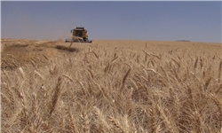 خرید ۴۶۲ هزار تن گندم در آذربایجان شرقی/ خرید گندم در آستانه ثبت رکورد تاریخی است