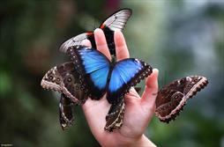 پروانه های ایران در معرض انقراض هستند