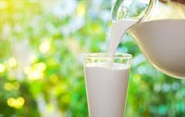 تولید روزانه ۹۰تن  شیر درشهرستان  مهریز