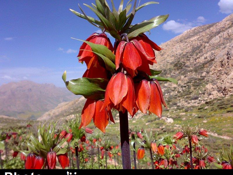 دشت لاله های واژگون شهرستان کوهرنگ استان چهار محال و بختیاری دشت لاله های واژگون شهرستان کوهرنگ استان چهار محال و بختیاری