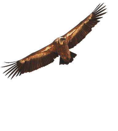  دال سیاه نگهبان پاکی