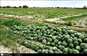هندوانه های استان فارس روی دست کشاورزان مانده است  