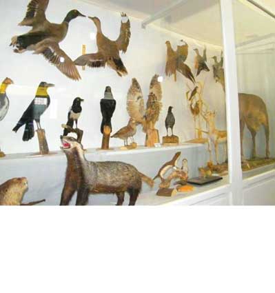  منحصر به فردترین موزه علوم طبیعی ایران در بهاباد یزد