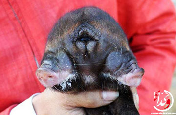 عجیب ترین موجود دنیا+عکس 