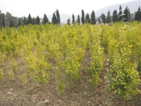 بیابان زدایی با غرس 156 هزار اصله نهال
