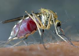 راه حل هایی ساده برای دفع پشه ها