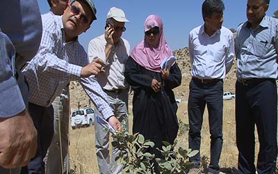 بازدید کارشناسان بین‌المللی فائو از جنگل های بلوط ایلام