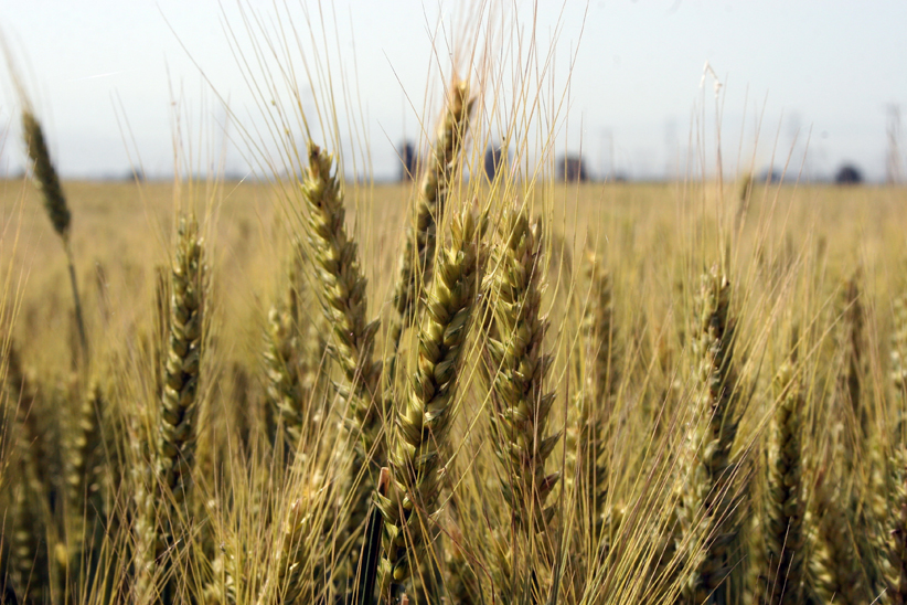 افزایش 38 درصدی خرید گندم در شمال کشور