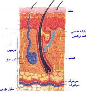 پوست بدن چشم دارد