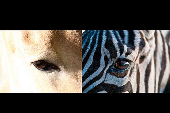 تفاوت گور خر با گور اسب+تصاویر