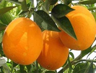 چگونه پرتقال طبیعی را از رنگ شده تشخیص دهیم؟