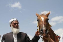 گمرک ایران با صادرات اسب ترکمن از گمرک خراسان شمالی موافقت کرد