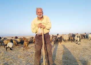  گوسفندها از فریاد غریبه‌ها نمی‌ترسند