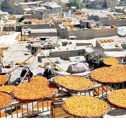 پایتخت آلوی ایران در انتظار حمایت مسؤولان