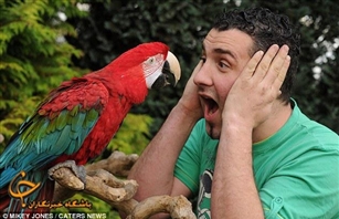 بی ادب ترین طوطی جهان+عکس