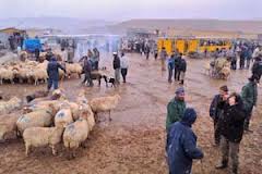 خشک‌سالی، فروش دام سبک در خراسان شمالی را افزایش یافت