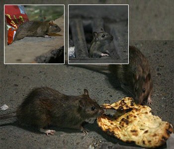 حمله موشهای 5 کیلویی به شهروندان تهرانی