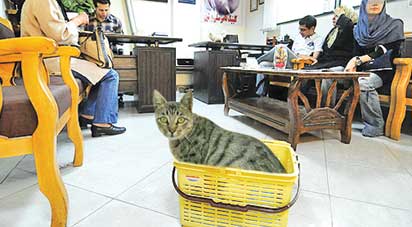  رفیق بی‌کلک؛ گربه!