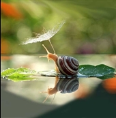  تولید داروی مسکن بسیار قوی با سم حلزون