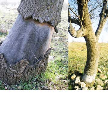 درختان را پوست می‌کنند تا بمیرند!