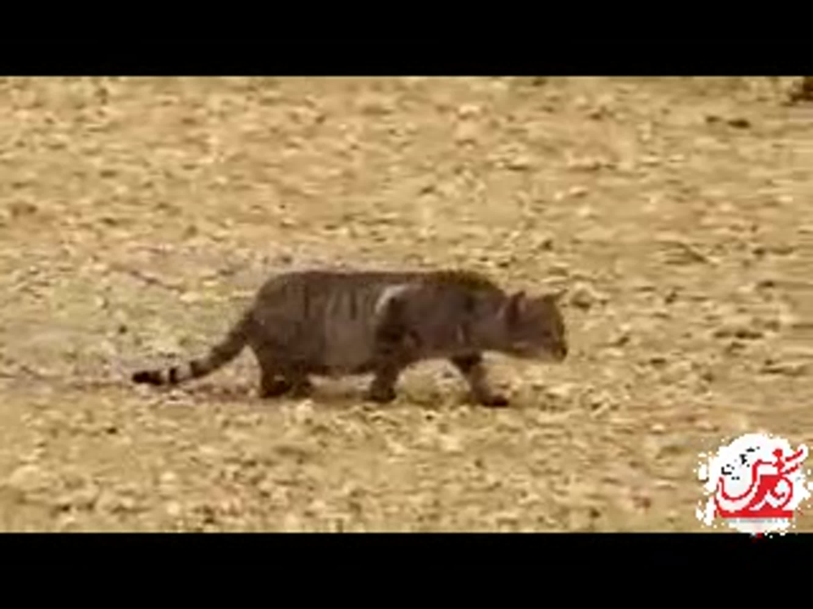 فیلم/ مهارت گربه در شکار کبوتر!
