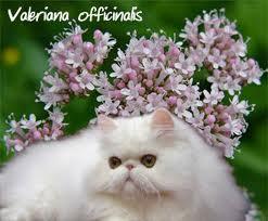 از خواص "علف گربه" چه می‌دانید؟