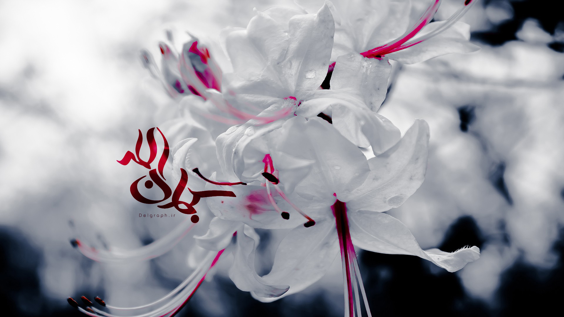 وقتی دیوار هم تسبیح خدا می کند