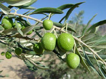 توصیه های امام رضا(ع) درباره خواص درمانی زیتون