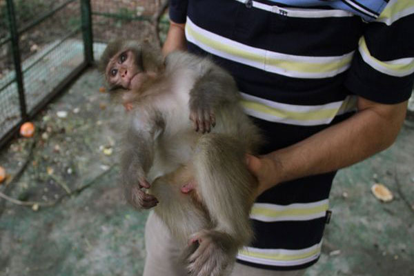 خطر ابتلا به ایدز و هپاتیت با نگهداری میمون آسیایی