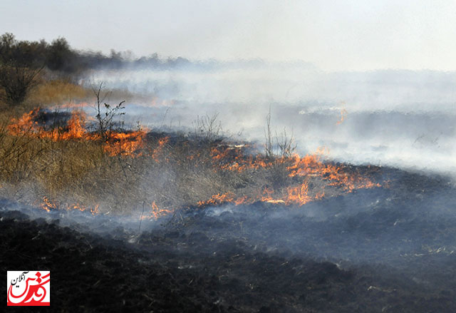 آتش به جان جنگل «ام‌الدبس» دشت آزادگان افتاد/کشاورزان از آتش زدن مزارع خودداری کنند