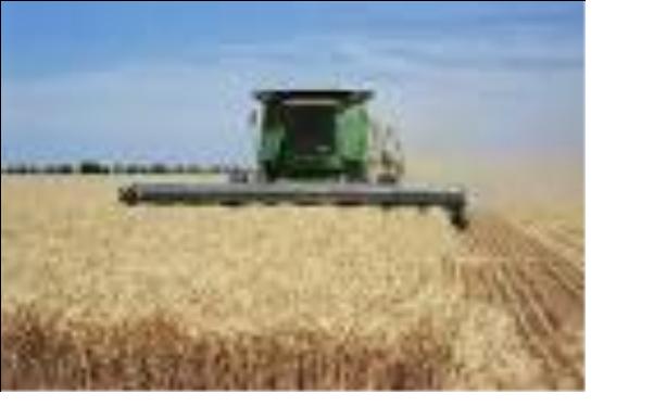 افزایش سه برابری برداشت گندم توسط کشاورز نمونه استان یزد