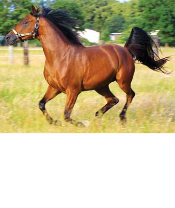  اسب اصیل ترکمن ؛ ثروت نجیب