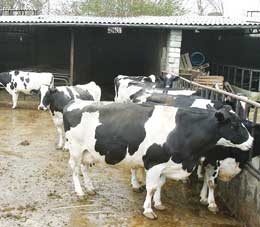 بسیاری از دامداریهای سنتی تعطیل شده است