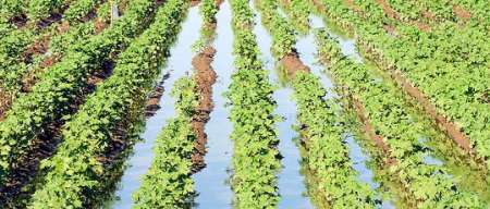 مصرف 92 درصد از منابع آب کشور در قبال برداشت یک سوم محصول کشاورزی