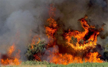 آتش سوزی در جنگل دشت شاد میامی استان سمنان