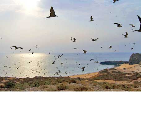  جزیره آهوها و لاک پشت ها 
