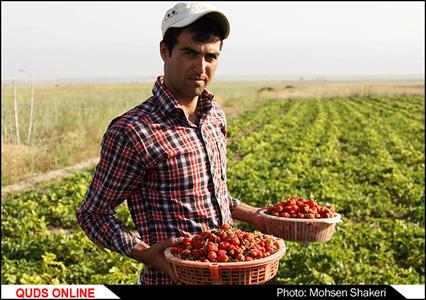 گزارش تصویری | برداشت توت فرنگی در روستای رادکان چناران