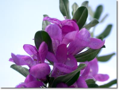 کاهش قند خون و علائم آلزایمر با "مریم گلی"!!