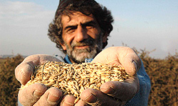 واردات گندم خط خورد