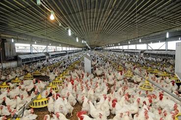 تولیدکنندگان مرغ ایلام در صف کشتارگاه/تولید بیش از مصرف درد سرساز شده است 