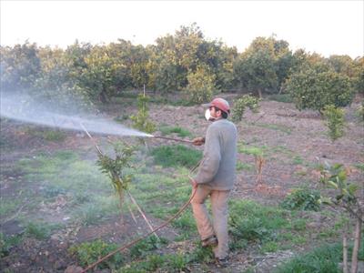 وقتی پول میدهیم تا سم وکودنوش جان کنیم و سرطان بگیریم/روزی 2بار سم پاشی و تقویت با کودهای نیترات چینی فاقد هرنوع استاندارد/ سرطان ، کوتاهی قد و ازکارافتادن کلیه هدیه سموم و کودهای چینی به مردم ایران