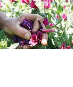 گیاهان دارویی ثروت فراموش شده