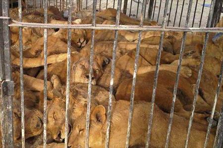 لغو مجوز سیرک شیراز در صورت بد رفتاری با حیوانات / نمی توان بدون دلیل جلوی فعالیت سیرک را گرفت