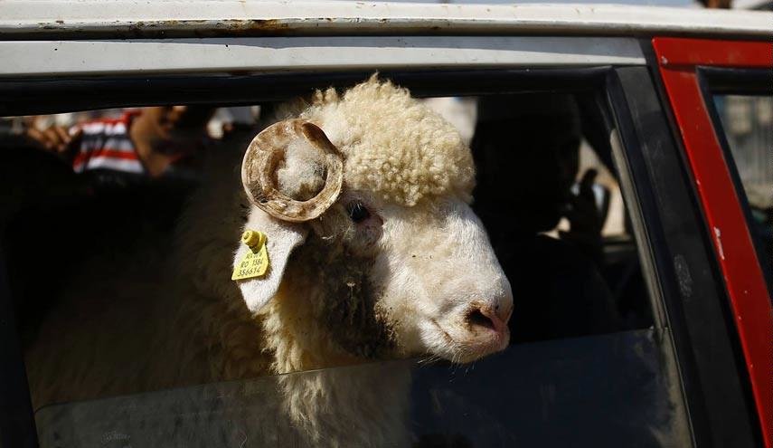 فروش گوسفند سرطانی در عید قربان