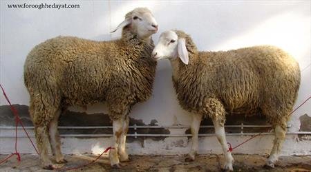 احکام قربانی کردن در عید قربان
