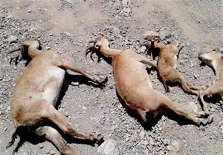 طاعون موجب مرگ بیش از 40راس حیات وحش در پارک پردیسان بجنورد شد
