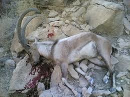 شکارچیان منطقه "قله سفید" در مهریز دستگیر شدند