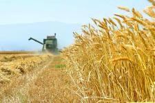 تولید بیش از ۴۲ هزار تن گندم در خمین/ گندمکاران منتظر دریافت دسترنج خود هستند