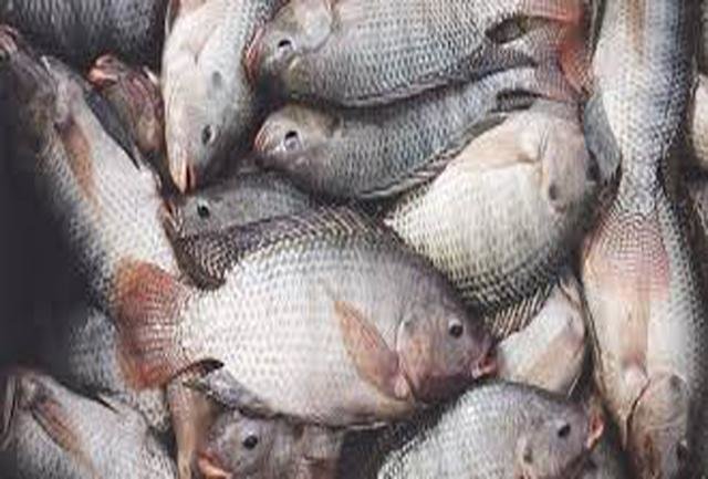 واردات "ماهی تیلاپیا" ممنوع شد
